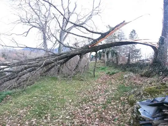 Quercia sradicata dal terreno