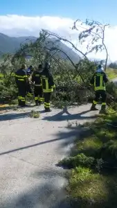 Albero sradicato Triverno - Pozzilli (Is)