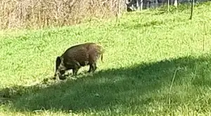 Cinghiale a zonzo per il paese