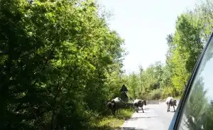 Animali su strada in maniera pericolosa