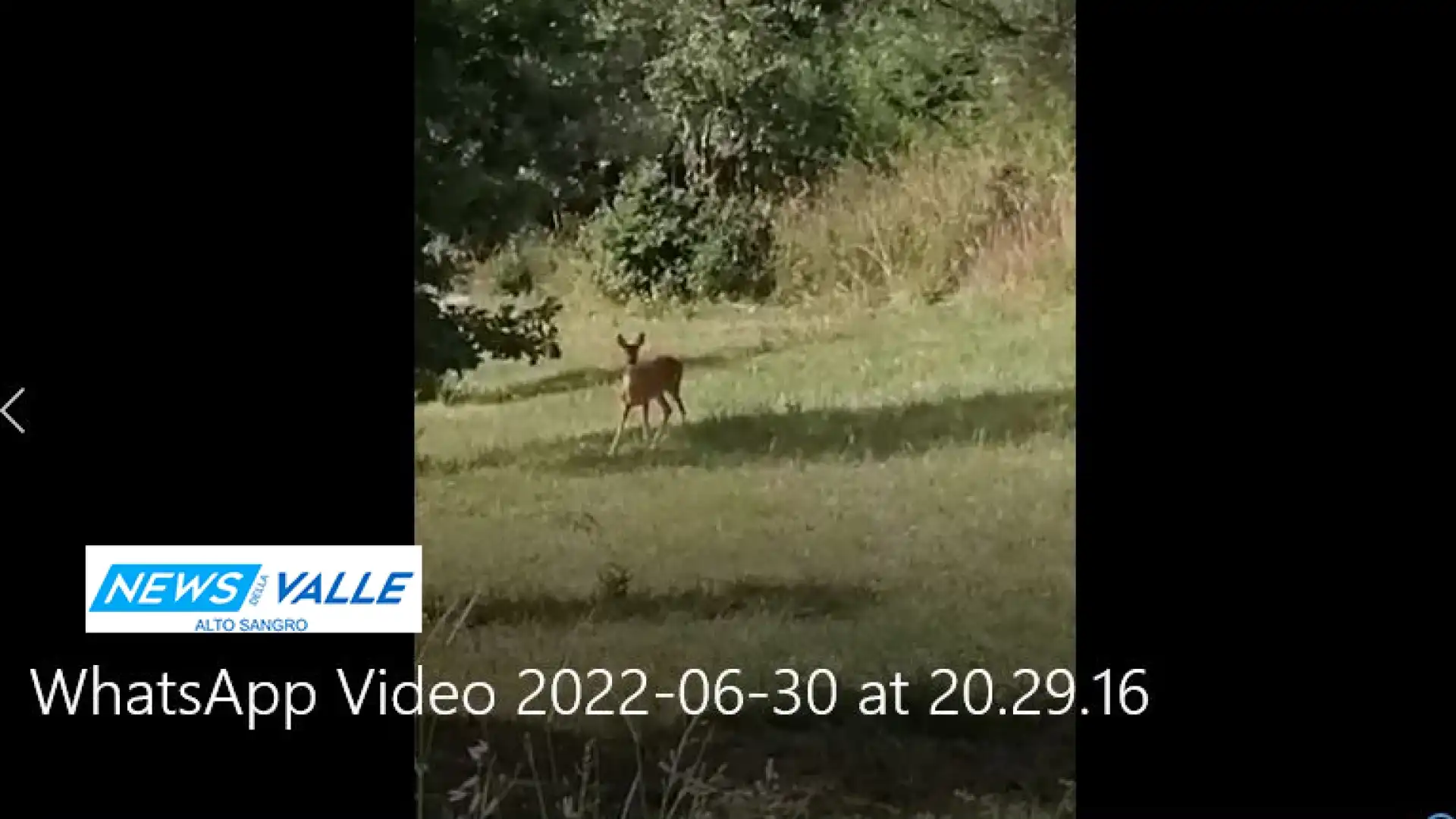 Colli a Volturno: non solo cinghiali , ma caprioli e cervi ormai sempre piu’ vicini al centro abitato. Oggi l’ultimo avvistamento a pochi passi dal centro. Guarda il video