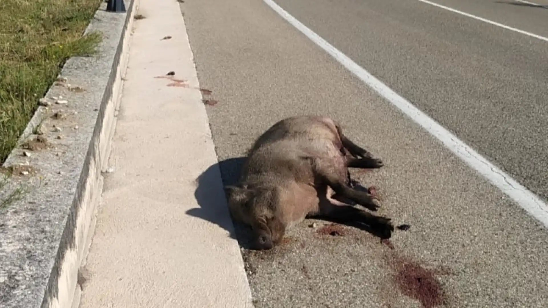 Montaquila: cinghiale investito nella notte sulla statale 158. Una grossa carcassa a bordo strada.