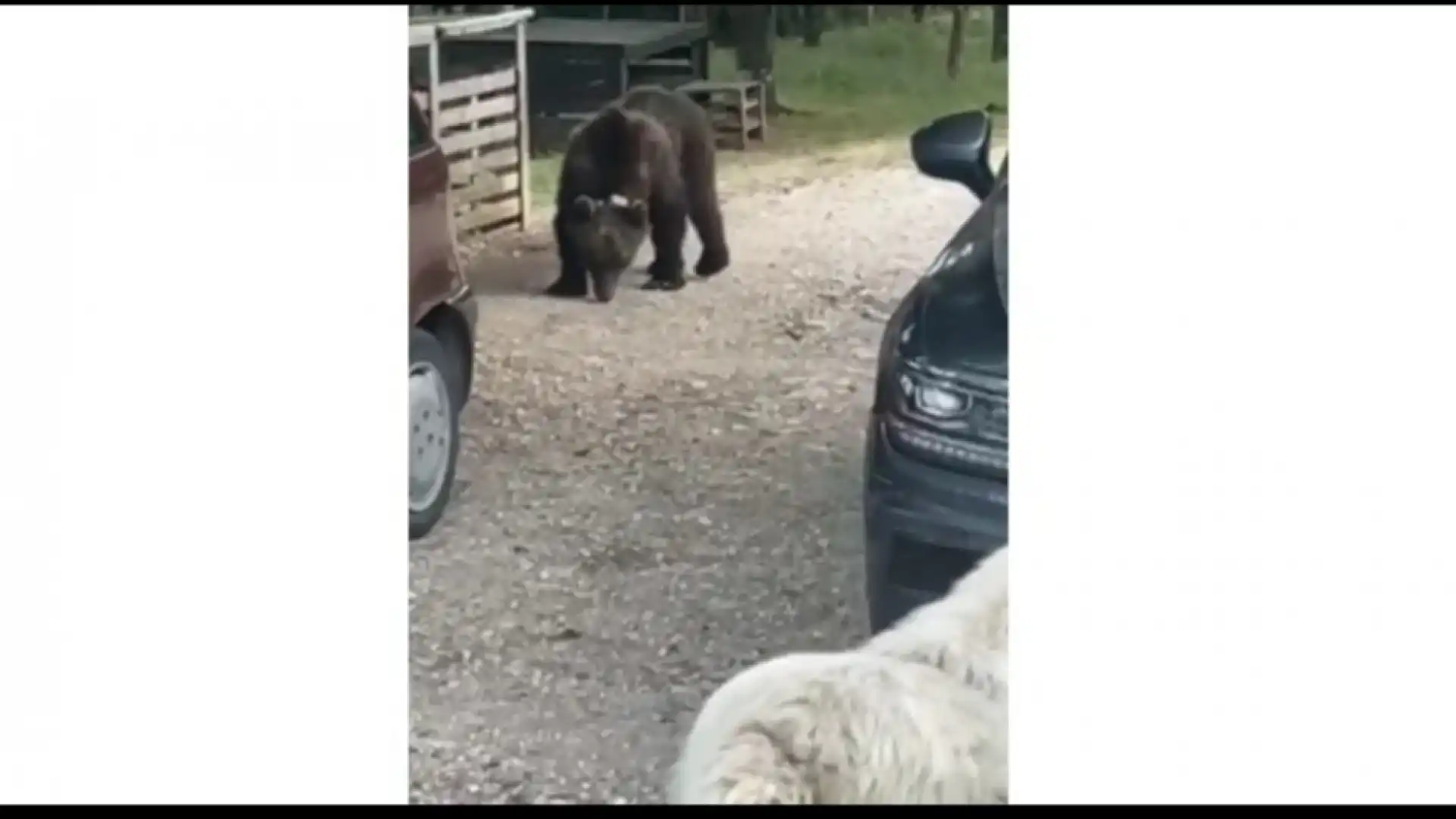 Juan Carrito torna a Castel Di Sangro. Il plantigrado avvistato nella zona del cimitero. Guarda il video esclusivo