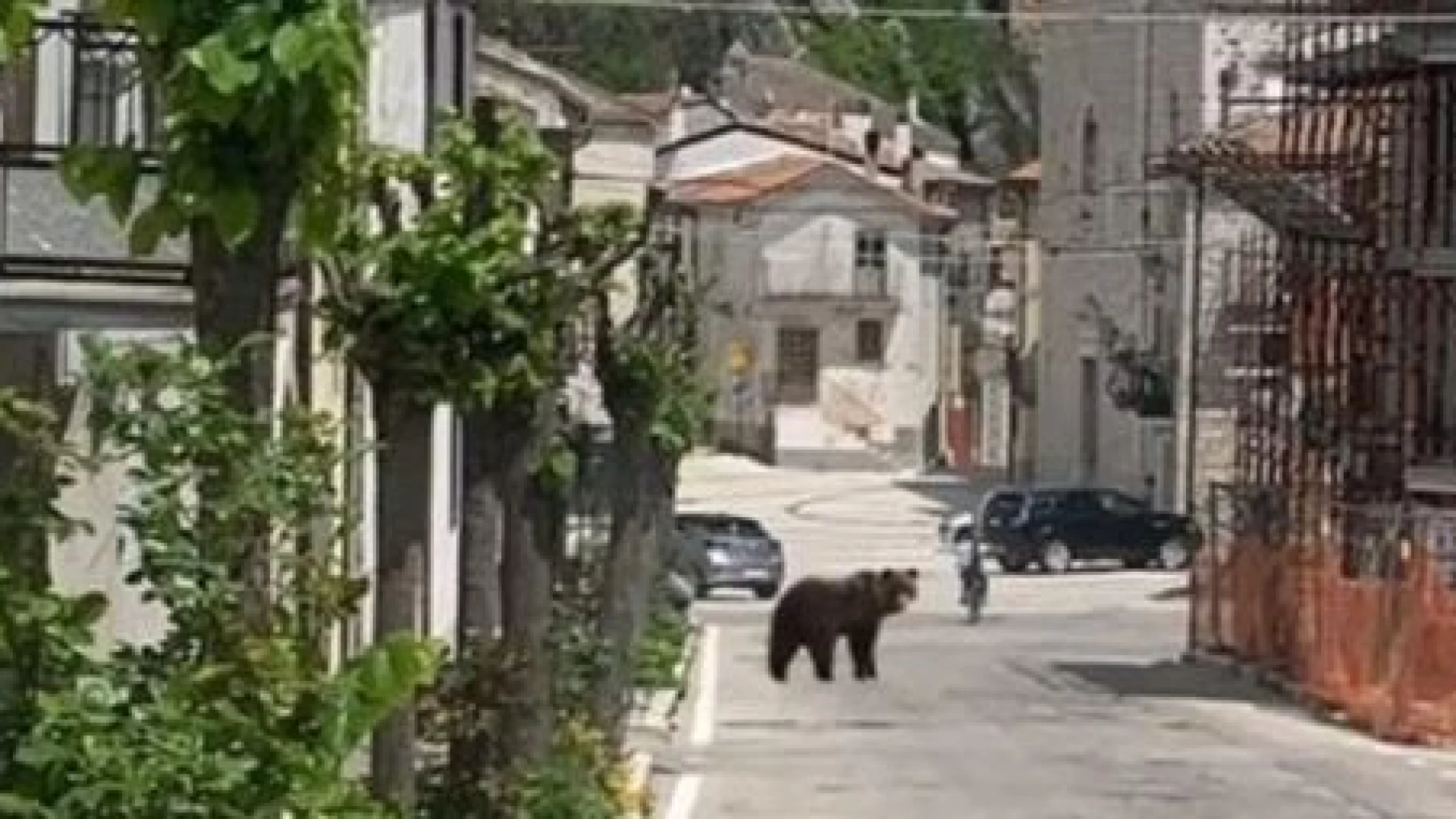 Pizzoferrato: Juan Carrito , l’orso più famoso del web, avvistato in pieno centro cittadino quest’oggi. La foto-notizia.