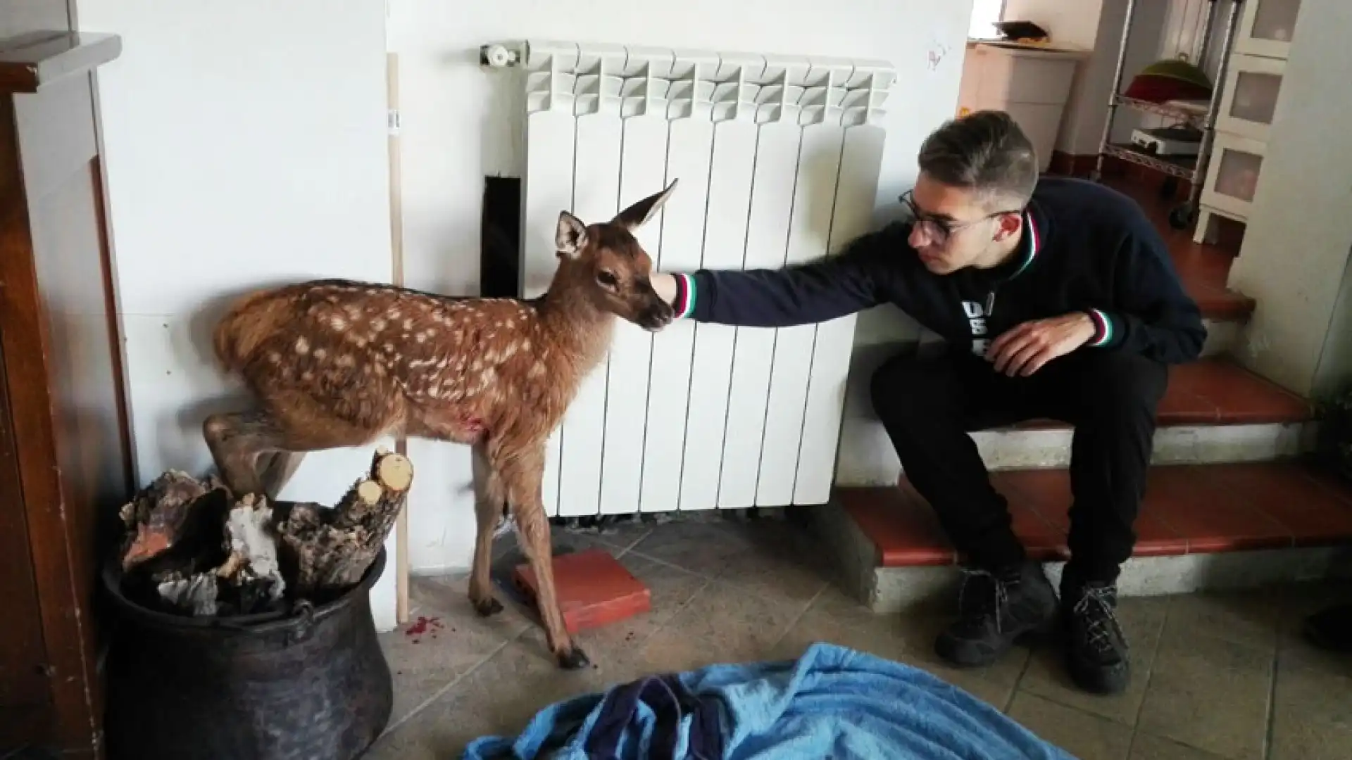 Cerro al Volturno: un piccolo “Bamby” salvato da una cittadina locale. L’incredibile storia di un cerbiatto consegnato agli agenti del Corpo Forestale dello Stato.