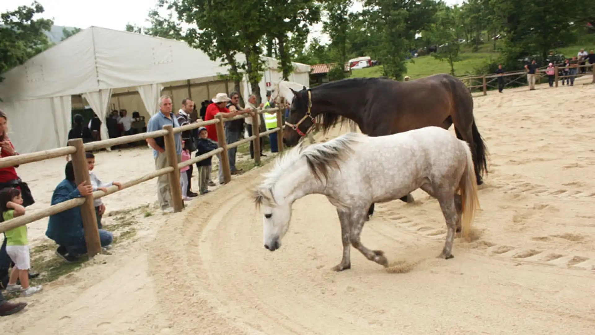 Castel San Vincenzo: al via il raduno equestre memorial Pacitti-Scarselli. Fino a domenica 5 giugno cavalli e cavalieri protagonisti.