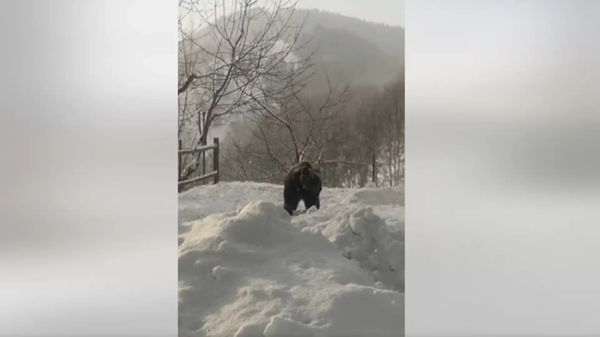 Roccaraso: Juan Carrito scende a valle per trascorrere il "Carnevale". Video bellissimo a pochi metri da persone e abitazioni.