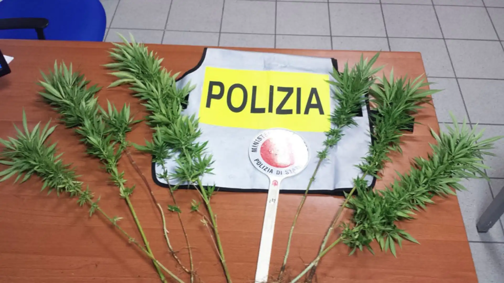 Isernia: droga fai da te, la Squadra Mobile denuncia giovane isernino. Coltivava stupefacenti in casa.