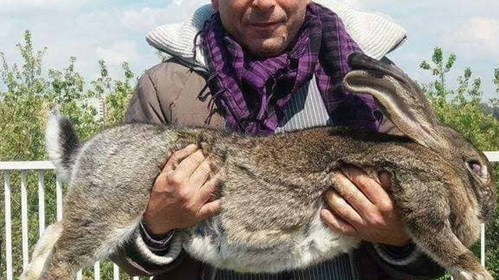 Gioni Di Lullo, allevatore matesino di conigli giganti, intervistato dalla Tgr Molise.
