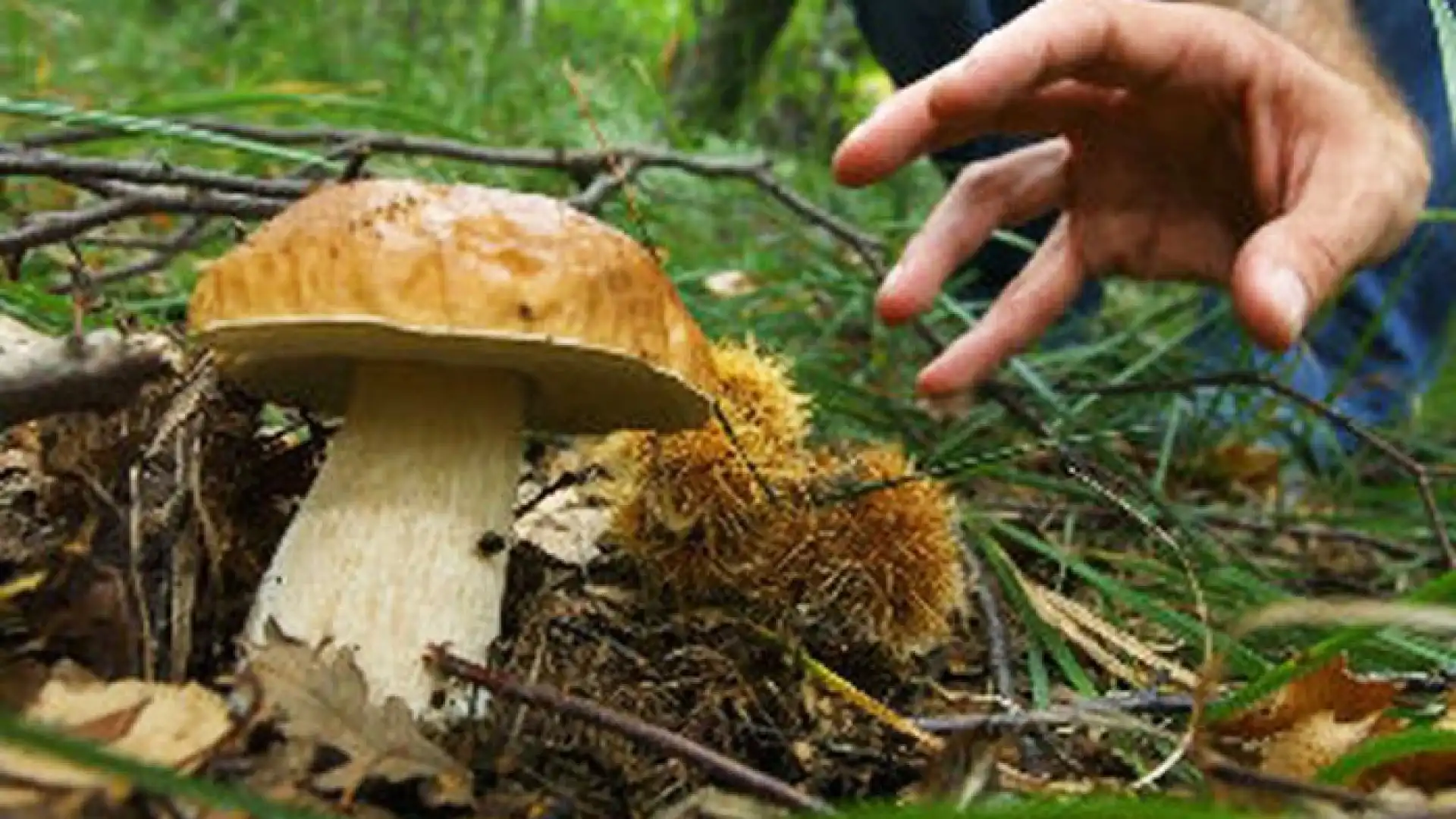 INIZIATA NELLA VALLE LA  RACCOLTA DI FUNGHI,CHE QUEST'ANNO SI PREANNUNCIA PARTICOLARMENTE RICCA.