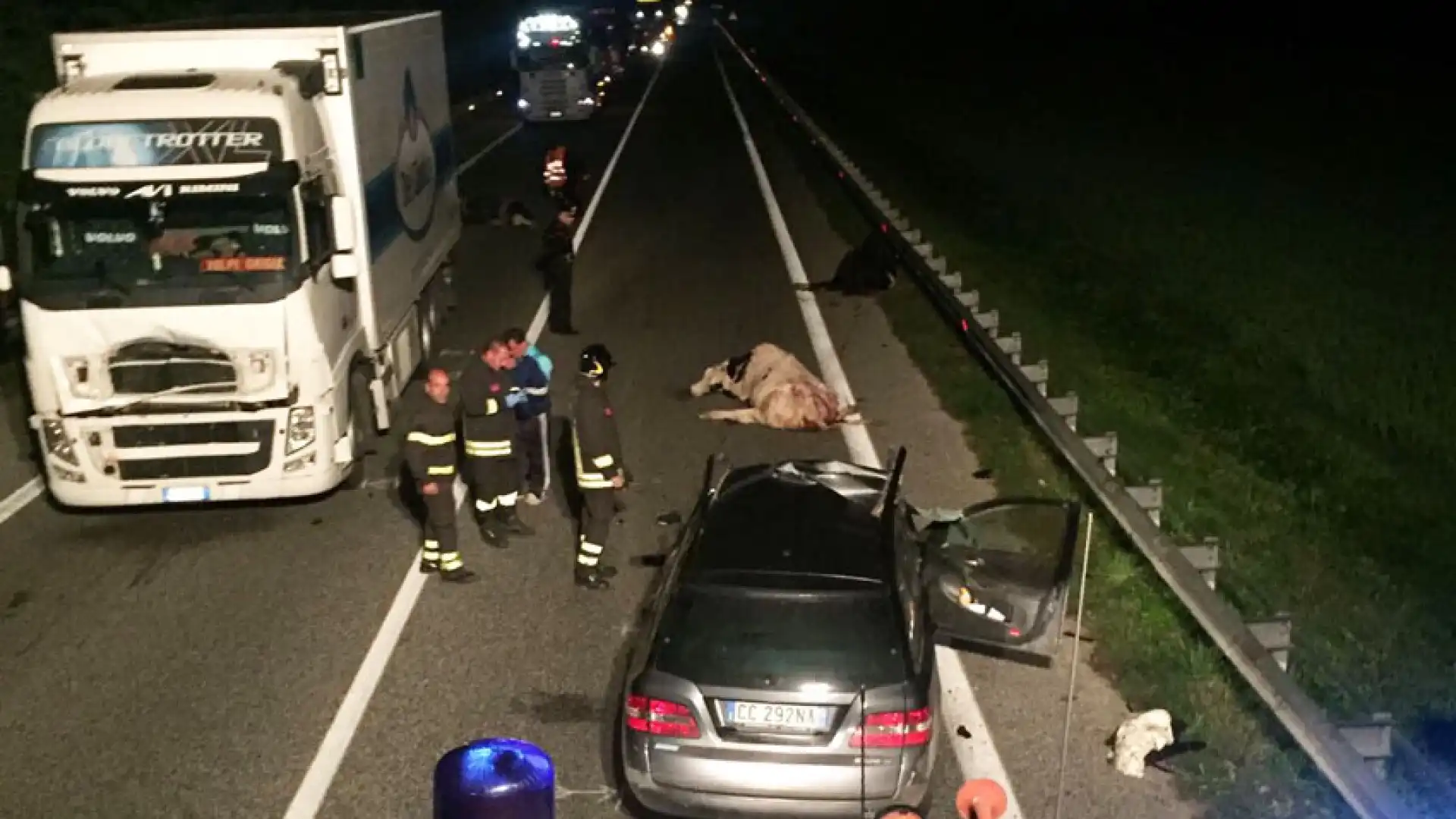 Cantalupo: auto si scontra con mucche su strada. I Vigili del Fuoco rimuovono il mezzo. L’incidente questa notte sulla SS 85.