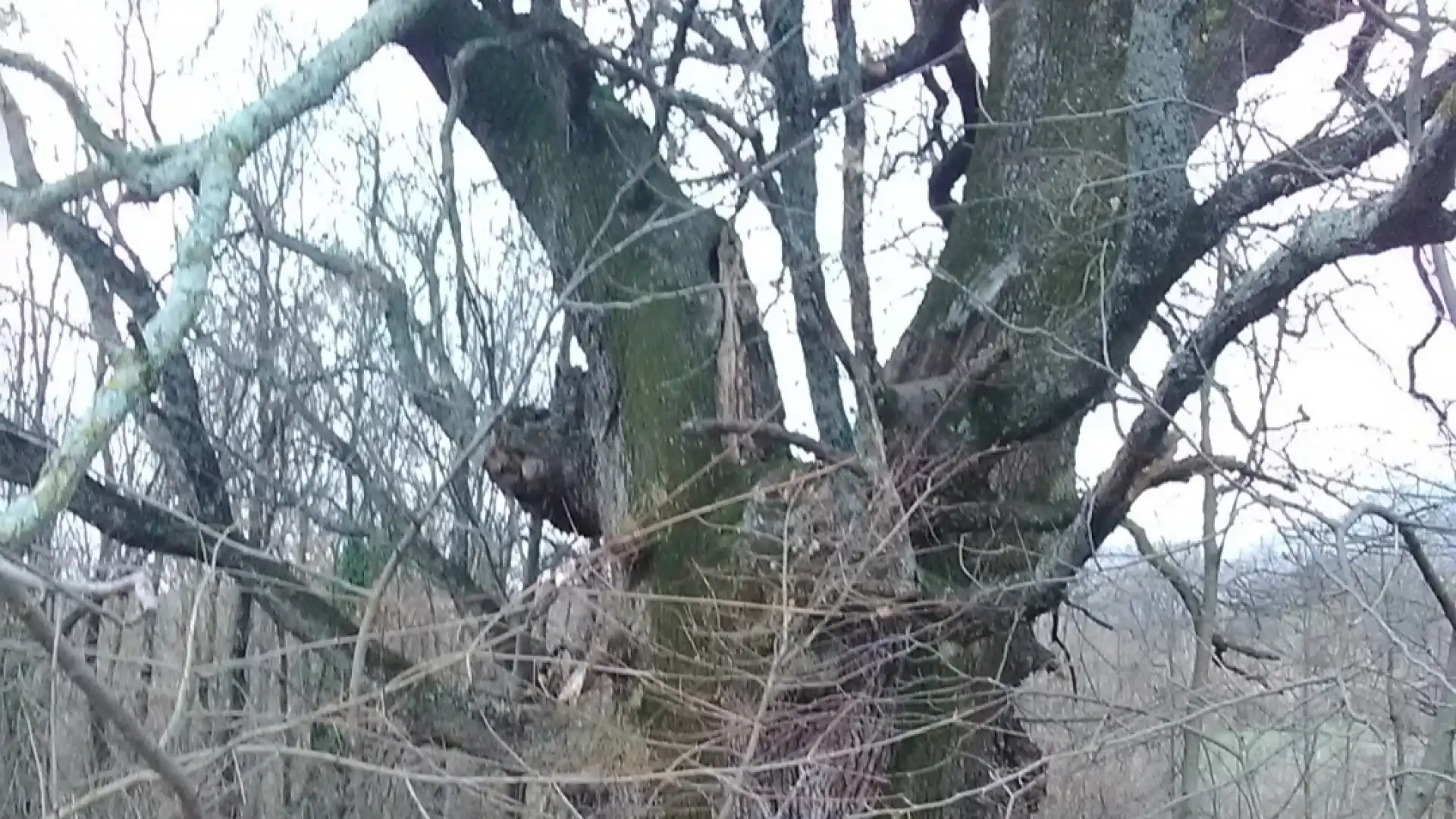 Rocchetta a Volturno: albero monumentale richiama numerosi amanti della natura