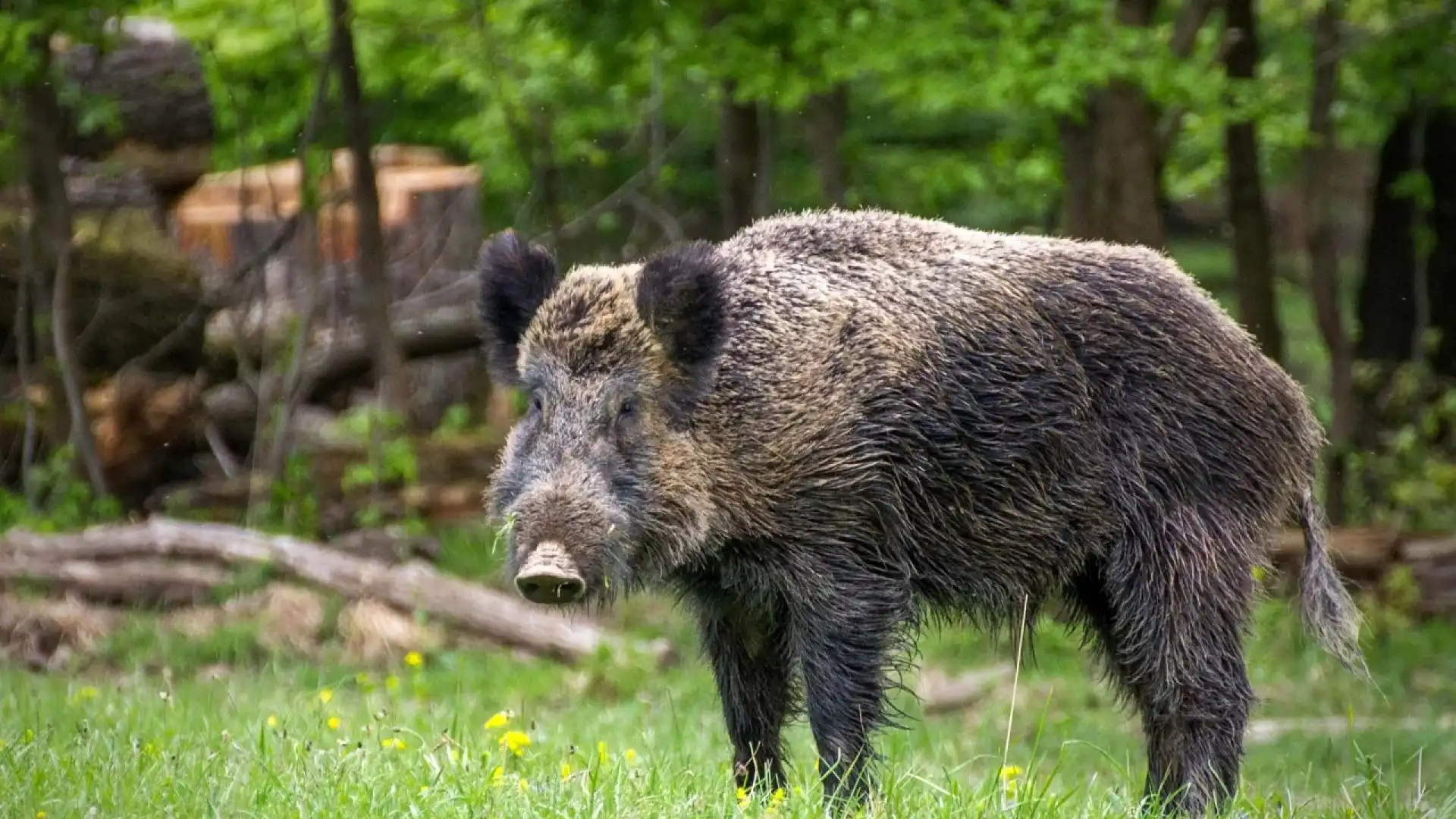 Larve di trichinella nella carne di cinghiale in alcuni esemplari abbattuti in Alto Sangro.