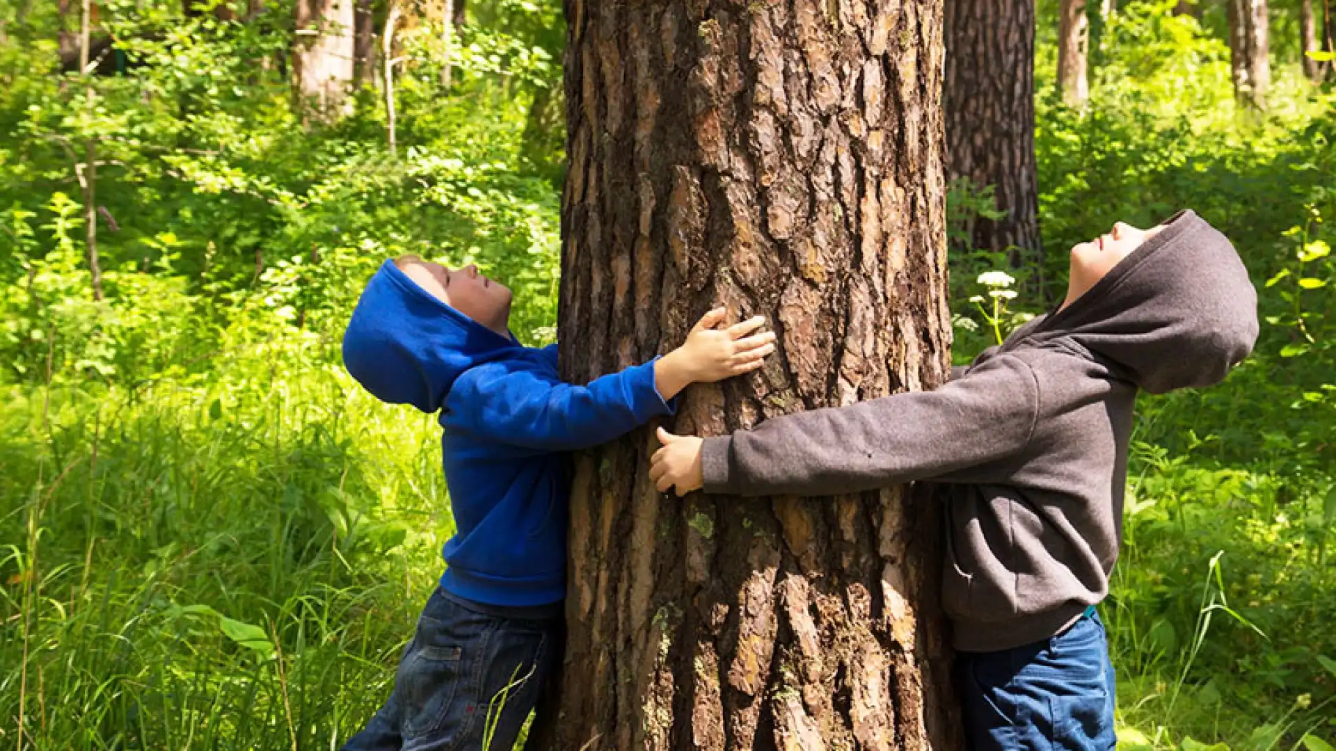 Ambiente: si festeggia oggi la giornata nazionale dell'Albero. Numerose iniziative anche in Molise.