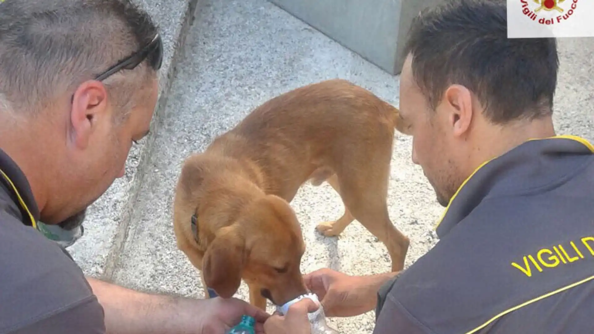 Castel San Vincenzo: esemplare di cane da caccia in pericolo cade in un dirupo. Vigili del Fuoco impegnati nel salvataggio.