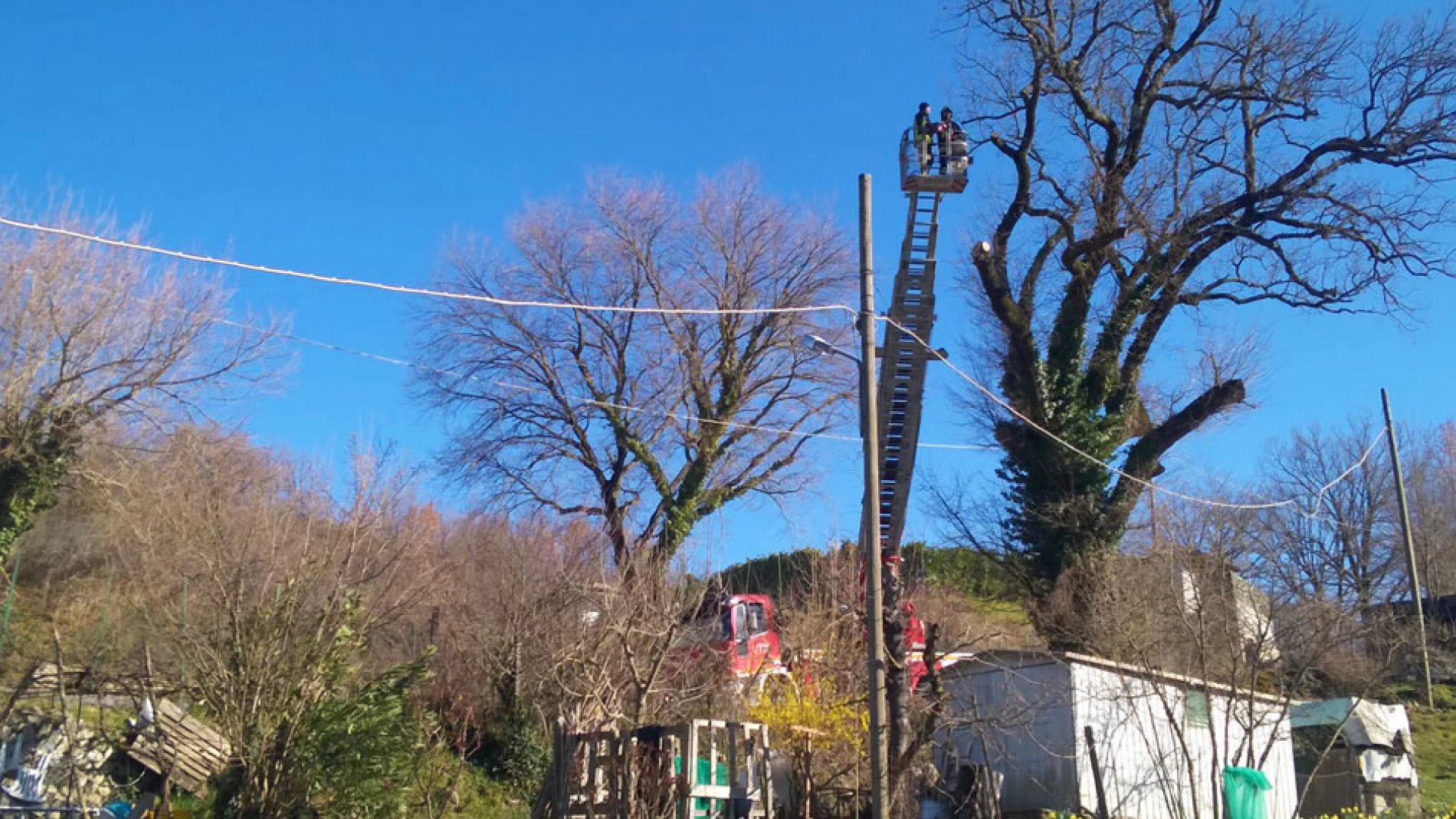 Colli a Volturno: albero pericolante, intervengono i Vigili del Fuoco. I rami sarebbero potuti cadere sulla strada provinciale Vandra.