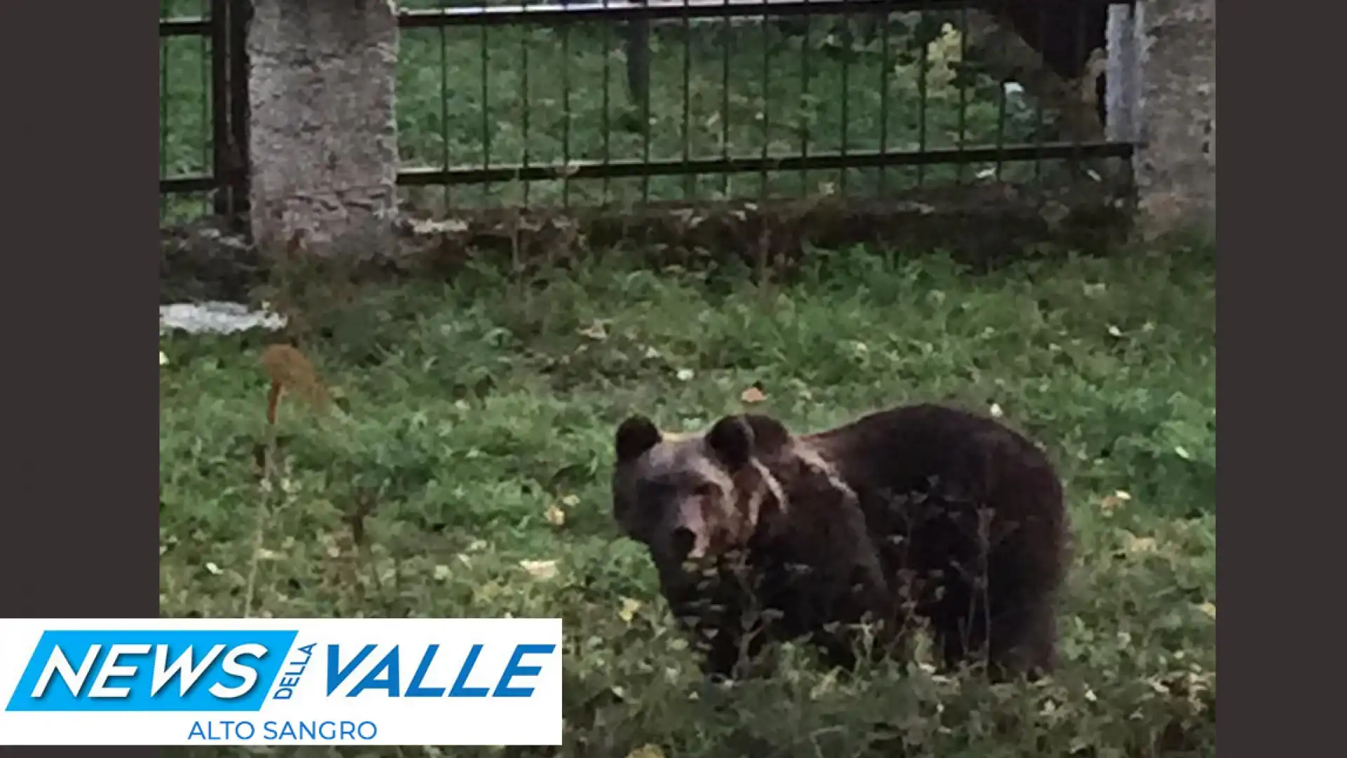 Pizzone: un francobollo di Poste Italiane dedicato all'Orso Marsicano. Lunedì la presentazione