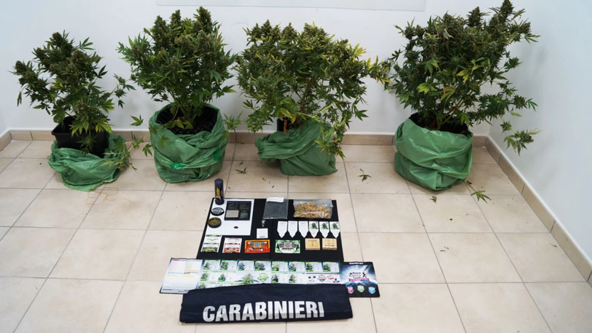 Pozzilli: vasta piantagione di marijuana sul terrazzo di casa. I Carabinieri denunciano un 40enne del posto.