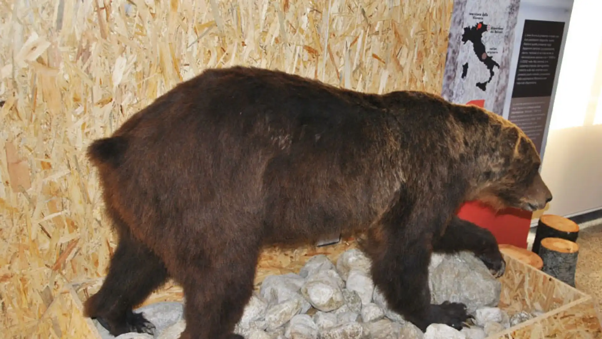 Pizzone: il Museo dell’Orso sarà aperto tutte le domeniche. La struttura affidata in gestione all’associazione “Salviamo l’Orso”.