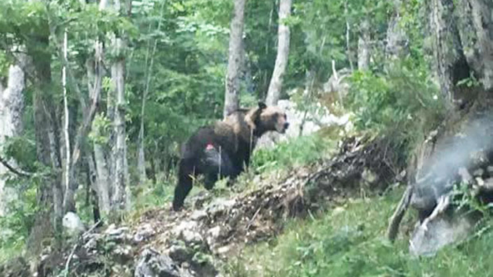 Pizzone: orso Bruno marsicano avvistato in pieno centro. Nel pomeriggio di ieri la sorpresa per la popolazione locale. Il video della redazione.