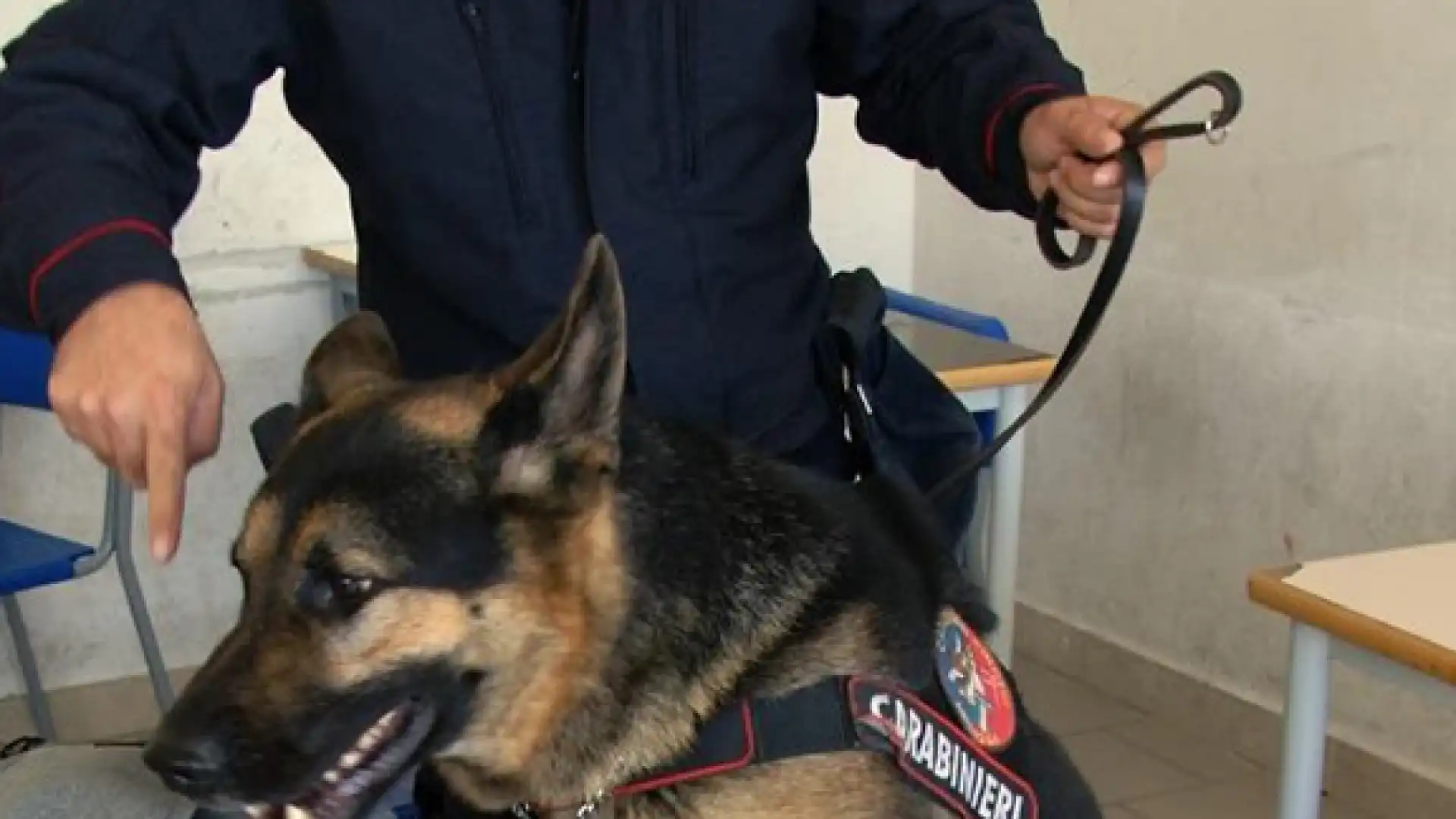 Isernia Controlli straordinari dei Carabinieri, ancora denunce e sequestri. Rinvenuta droga tra i banchi dell’aula di una scuola.