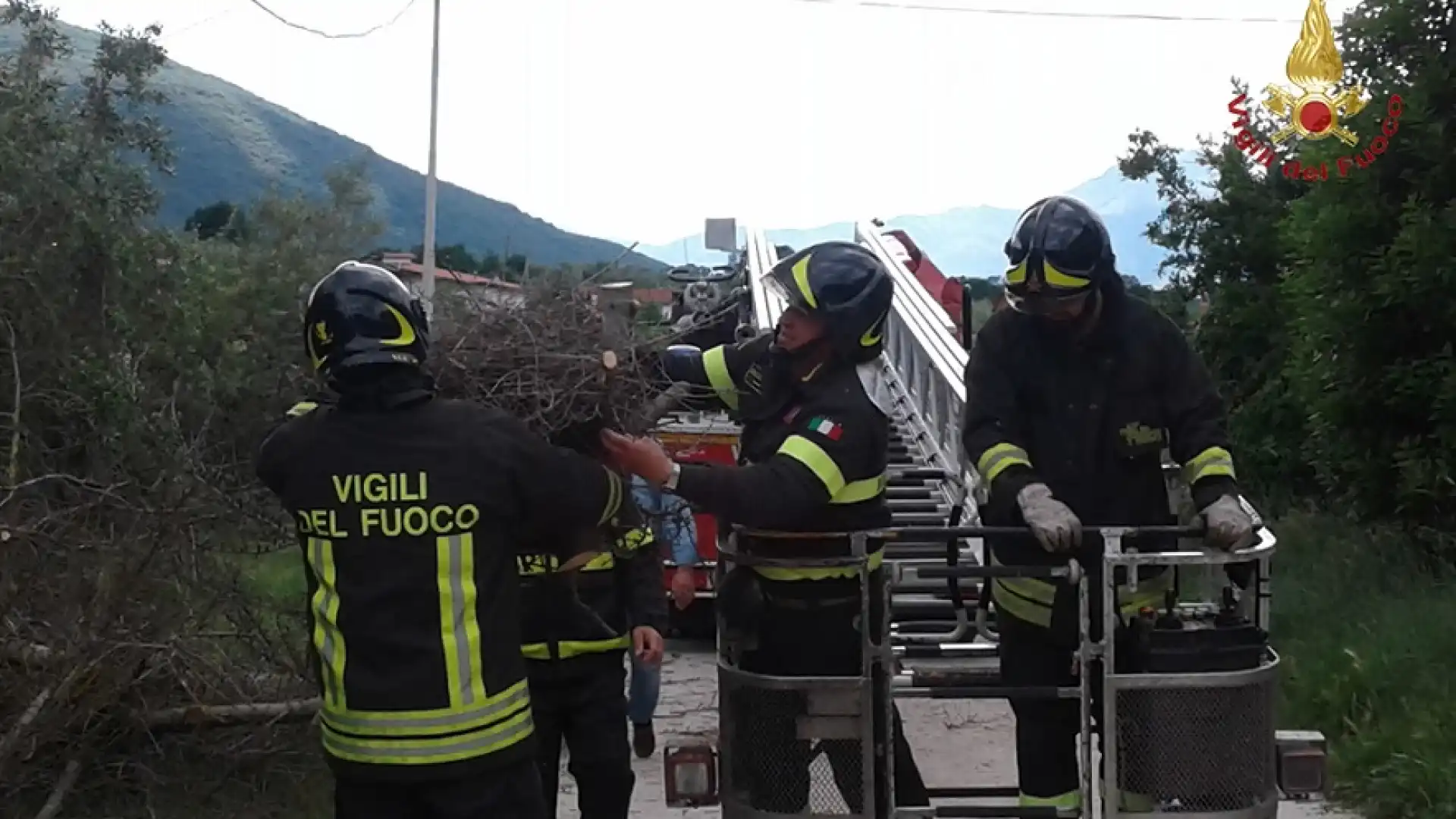 Monteroduni: I Vigili del Fuoco mettono in salvo un nido di gazze ladre presente su albero da abbattere. L’operazione effettuata ieri pomeriggio.