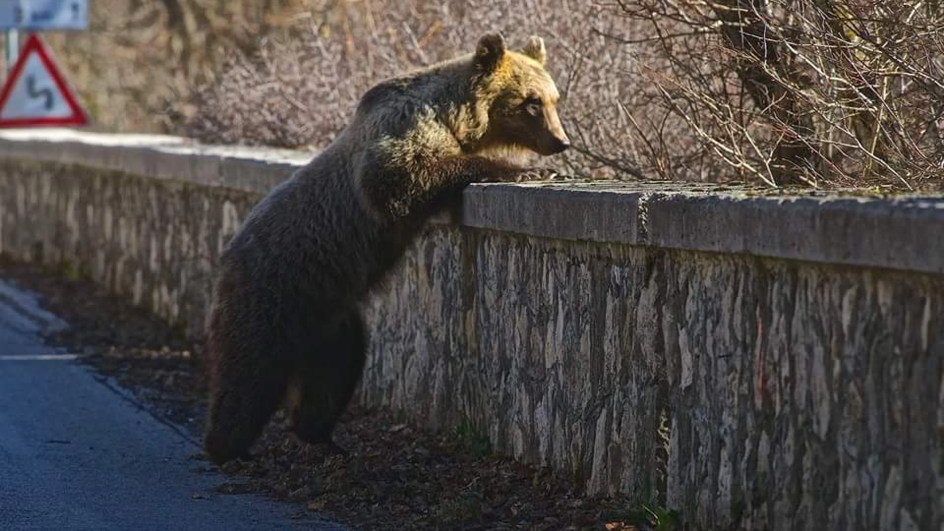 Pizzone: “Convivere con l’orso”. Il comune promuove un incontro pubblico. Evento in programma nella serata di venerdì 27 aprile.