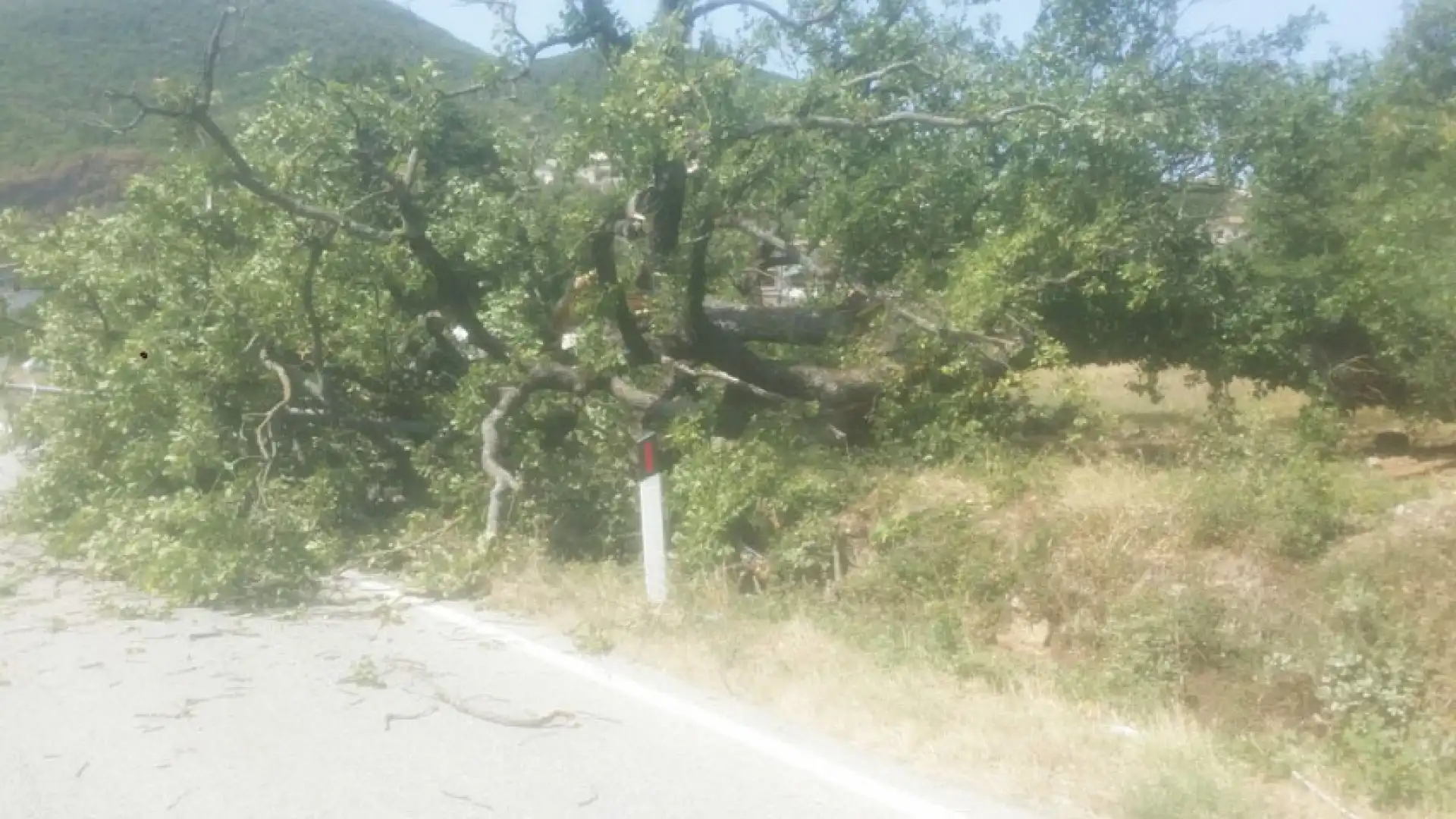 Montaquila: tragedia evitata sulla statale 158. Albero secolare si spianta e cade rovinosamente sulla strada. Crollano anche pali dell’illuminazione pubblica.