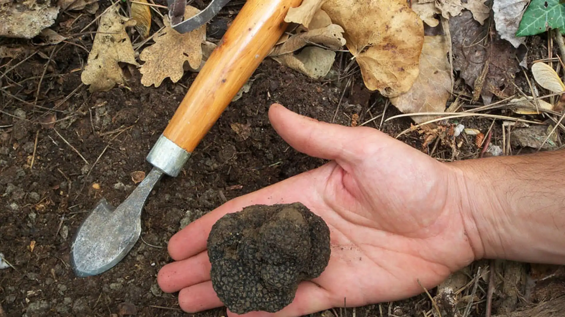 Colli a Volturno: raccoglitore di tartufi beccato all’opera fuori periodo. L’operazione portata a termine dai Carabinieri Forestale.