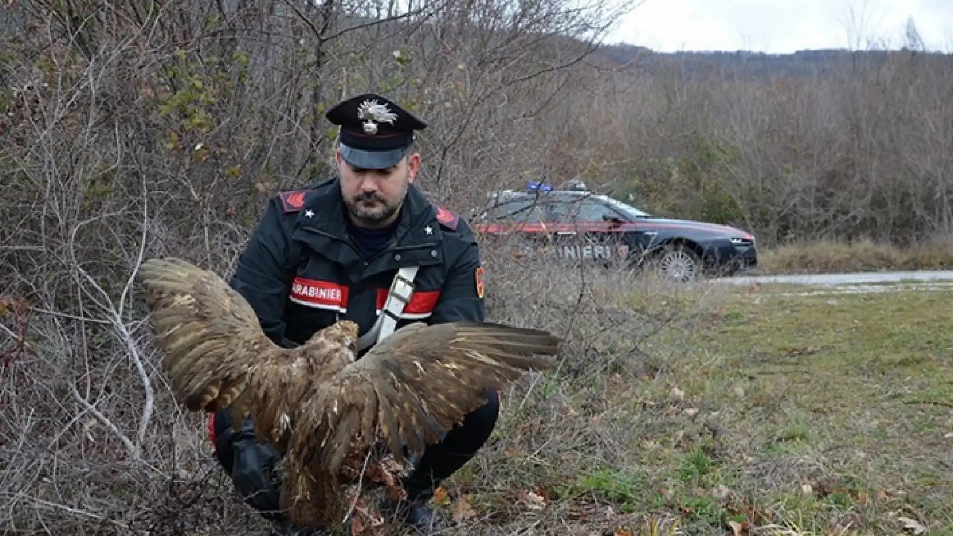 Isernia: Rapace di specie protetta ferito, salvato dai Carabinieri.