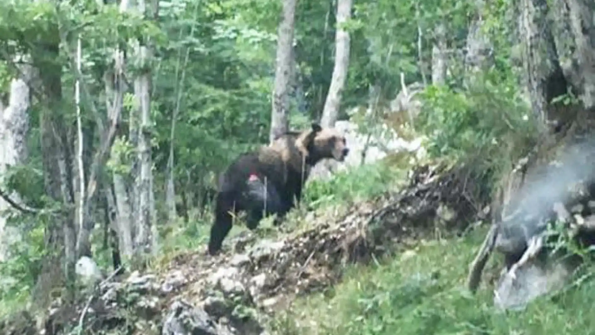 Pizzone: incontro ravvicinato con piccolo di Orso Bruno Marsicano intento a mangiare ciliege.