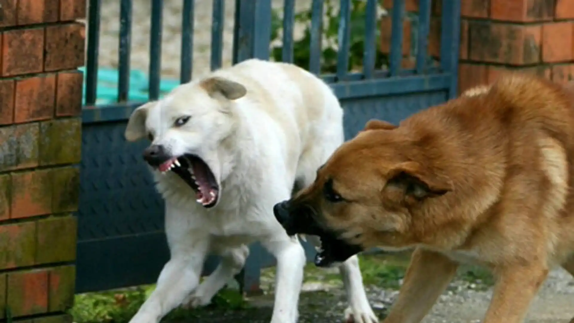 Abbazia di San Vincenzo al Volturno: la protesta di Andrea D’Adamo. “Ieri ho rischiato di essere aggredito da tre cani di grossa taglia e con collare. La situazione è insostenibile”.