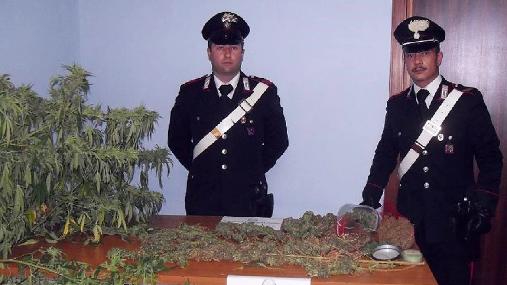 Isernia: Scoperta dai Carabinieri una rigogliosa piantagione di “marijuana”, preso il responsabile.
