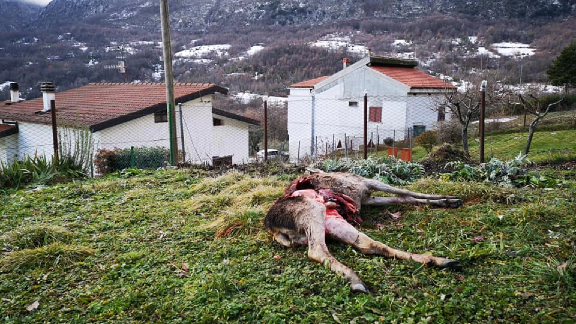 Pizzone: lupi attaccano e sbranano cervo in pieno paese all’interno di un orto. I Predatori scendono a valle causa neve alla ricerca di cibo.