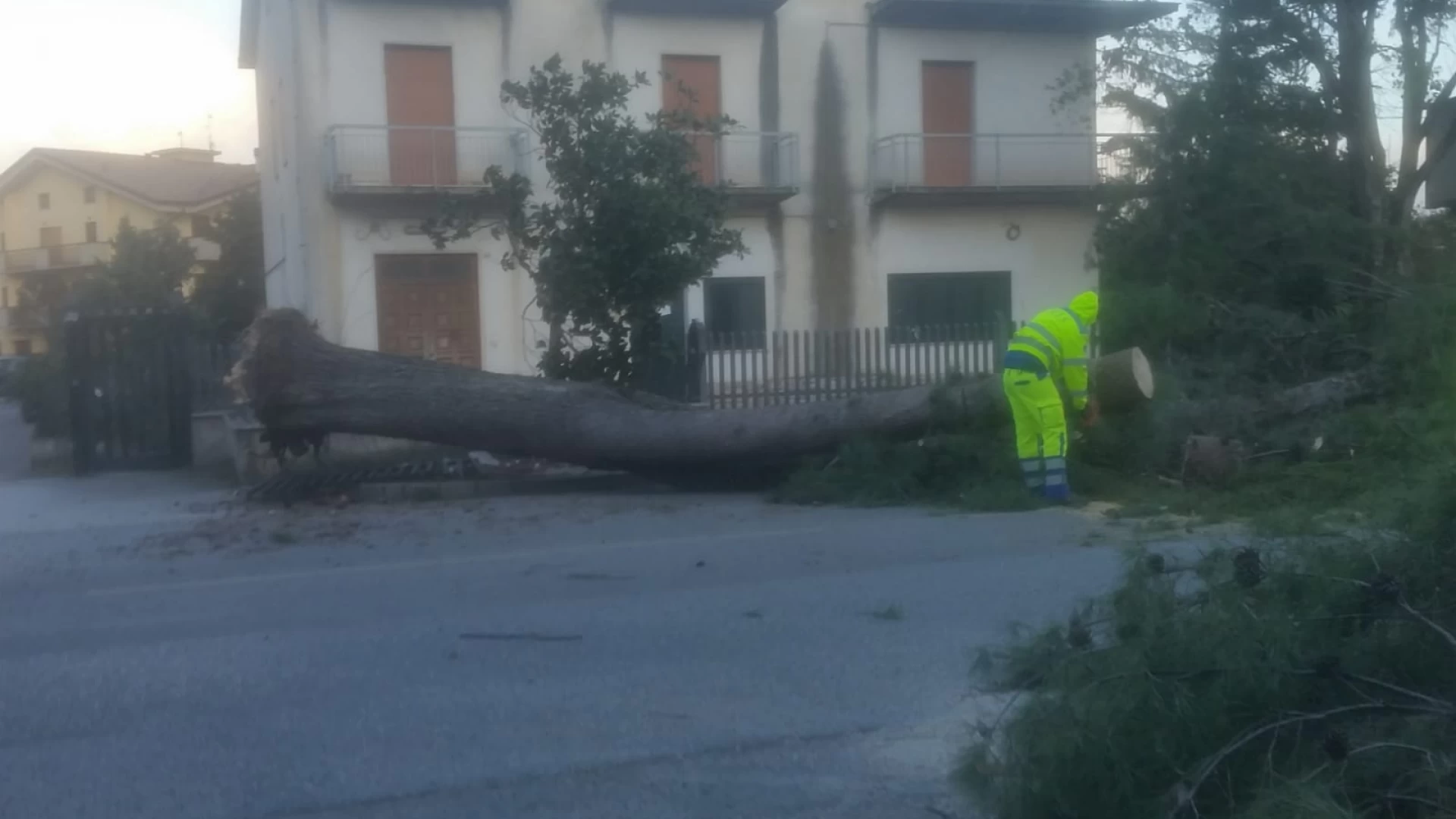 Venafro: momenti di panico su Via Campania. Enorme albero abbattuto dal vento. Si è sfiorata la tragedia.