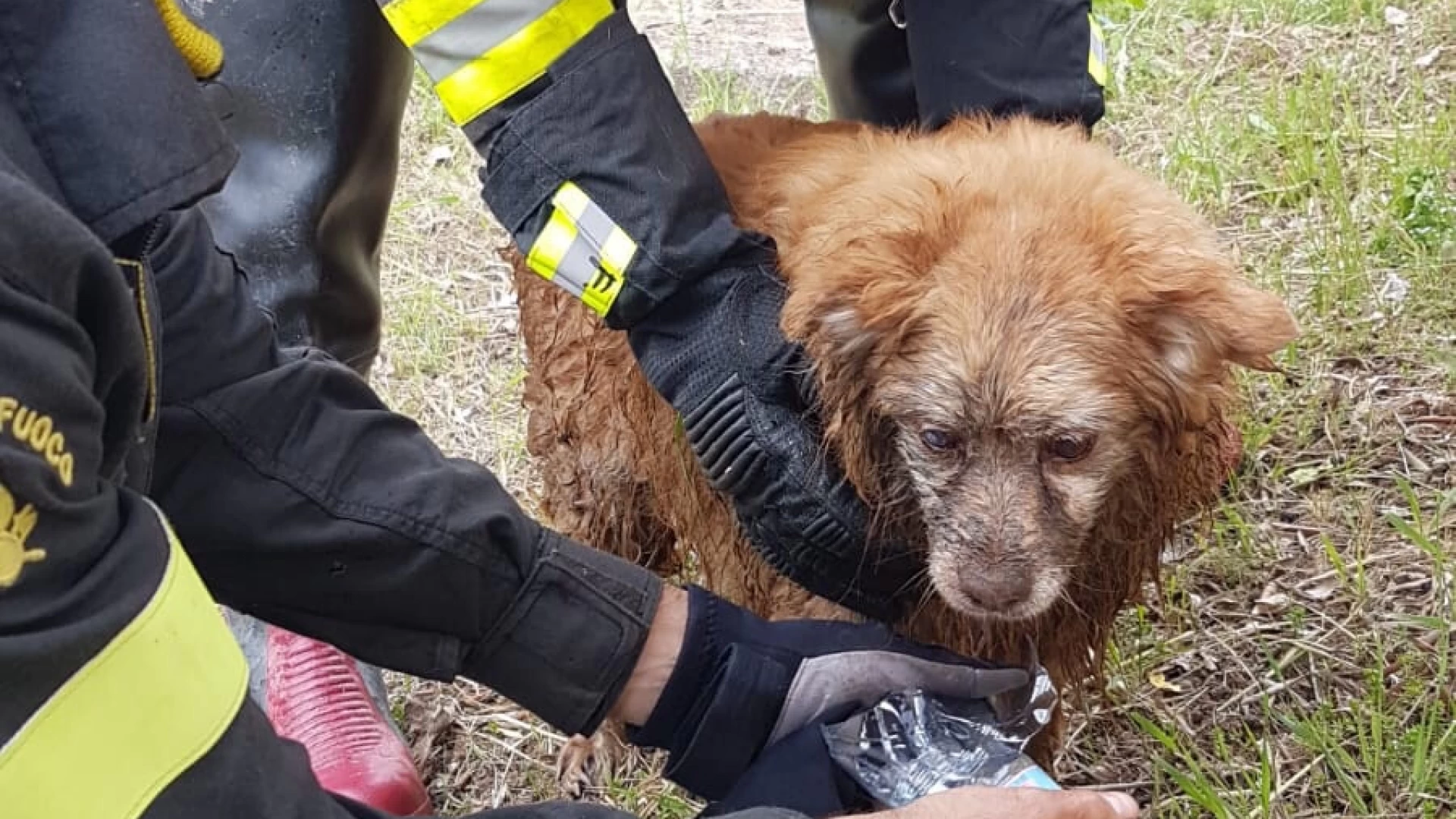 Venafro: i Vigili del Fuoco recuperano cane caduto nel torrente Rava.