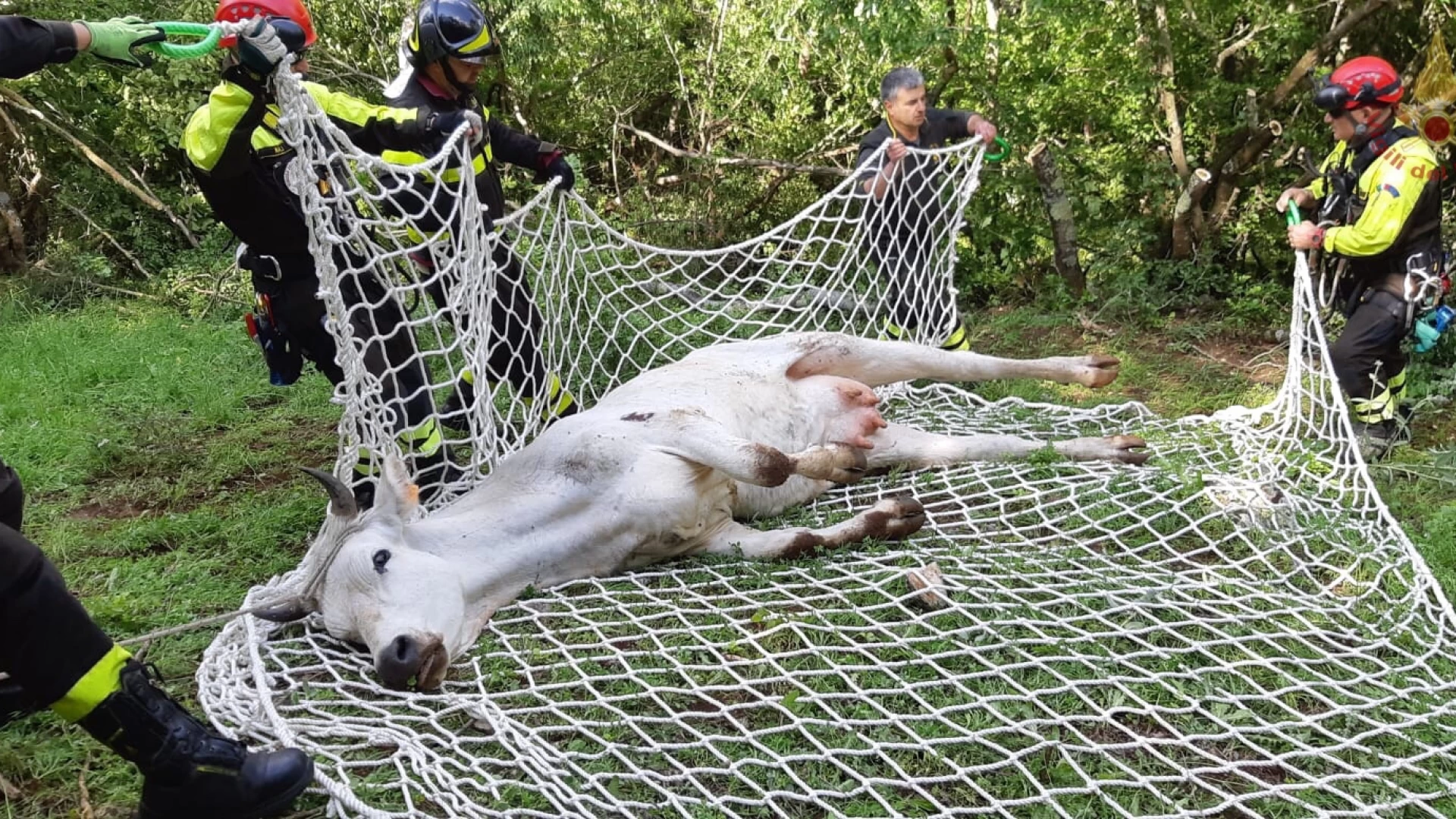 Sesto Campano: I Vigili del Fuoco recuperano una mucca che si era smarrita dopo il parto. Guarda il video dell’intervento con l’utilizzo dell’elicottero.