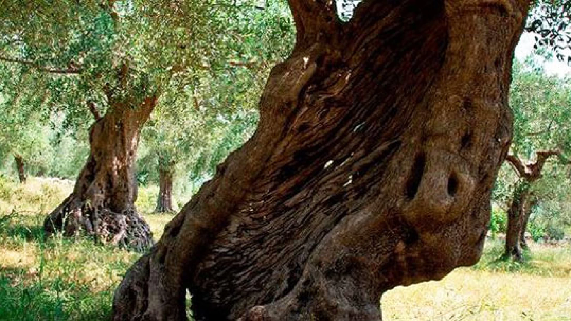Venafro: al Parco dell'Olivo si premiano i dieci migliori oliveti per determinate caratteristiche.