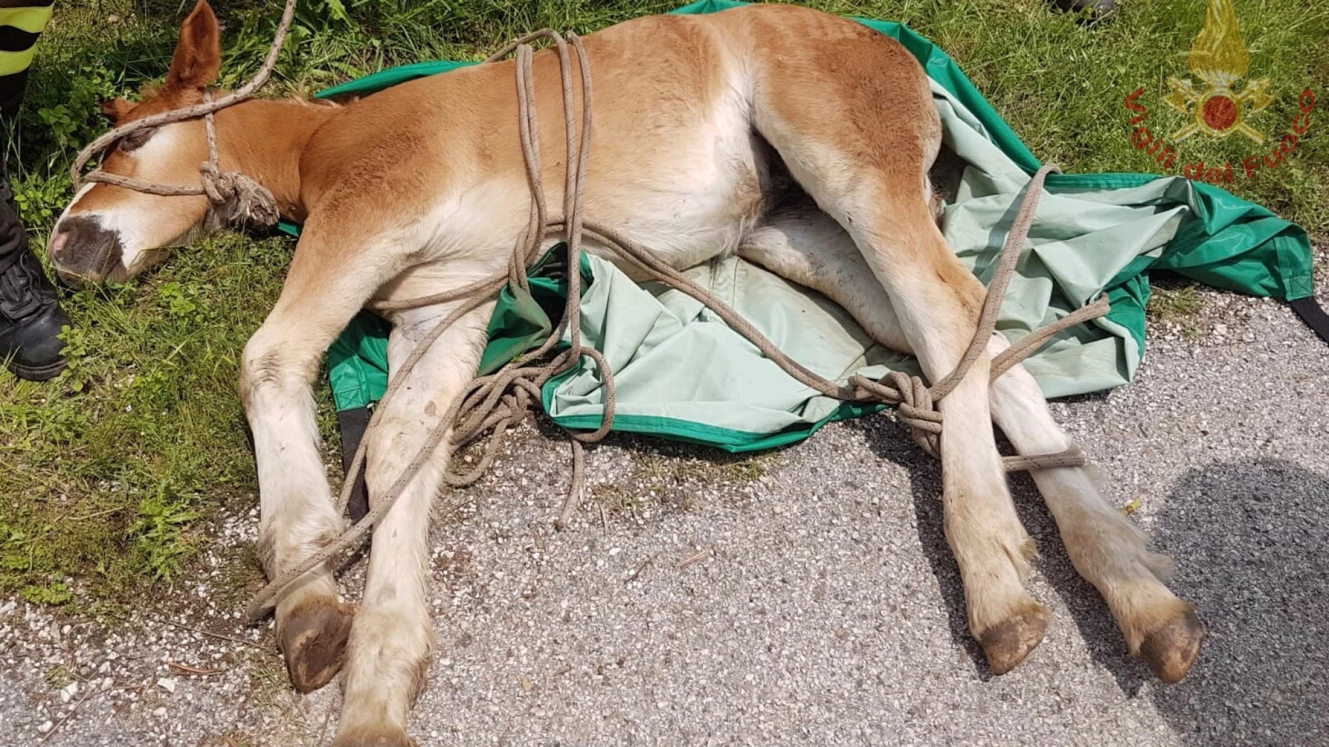 Venafro: i Vigili del Fuoco recuperano piccolo puledro all’interno di una scarpata.