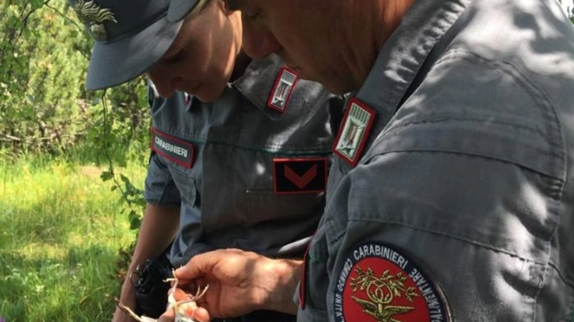 Sesto Campano: trasporto illegale di Cardellini. I Carabinieri denunciano napoletano. Gli animali erano stati catturati illegalmente