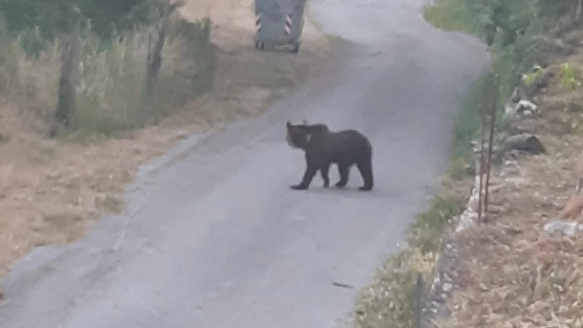 Cerro al Volturno: è psicosi orso. Ancora avvistamenti nelle frazioni. Caos a Cupone.Guarda il video