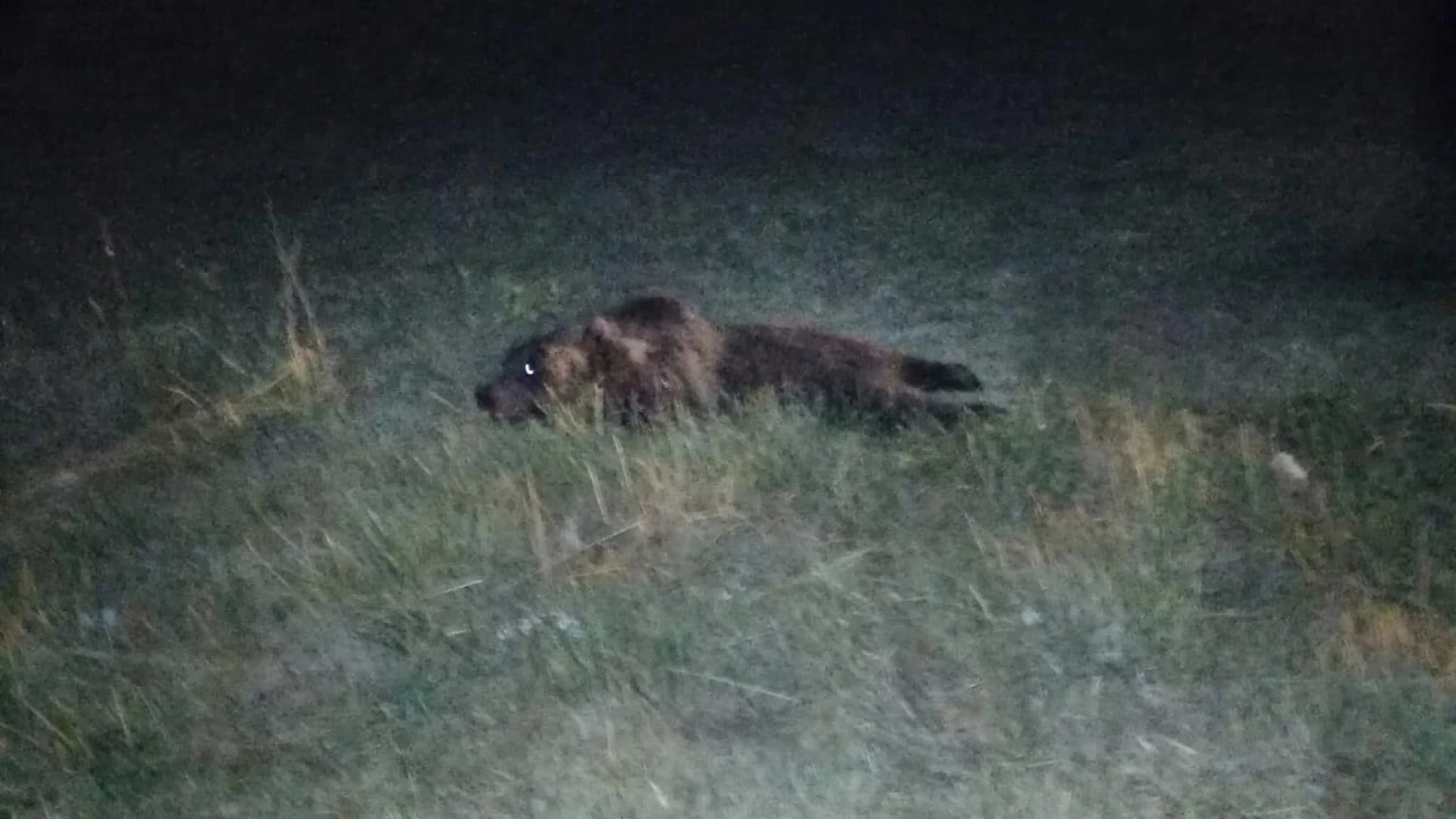 Il Molise: l'unica terra al Mondo dove anche un orso può morire per colpa di un vigliacco.