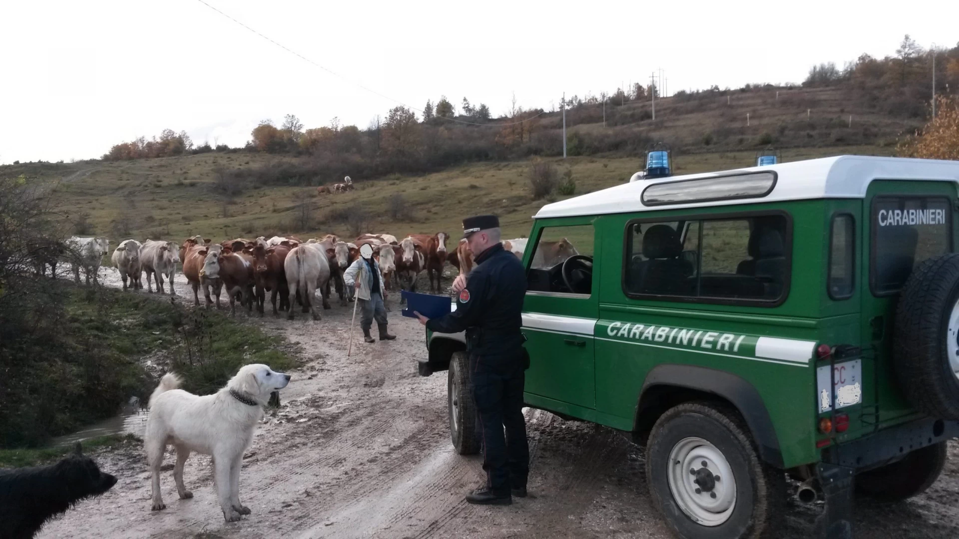 Isernia: controlli di Polizia Veterinaria da Parte dei Carabinieri Forestali. A Carovilli sanzionato un allevatore.