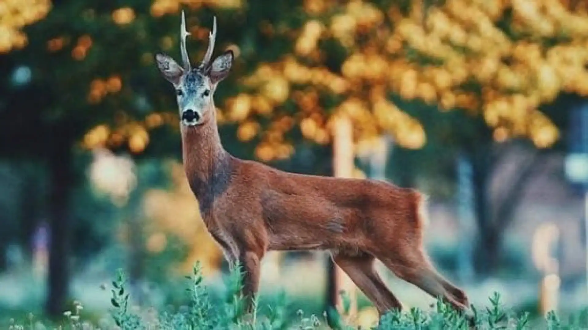 Sessano del Molise: uccidono un capriolo. Due bracconieri scoperti e denunciati dai Carabinieri Forestali.