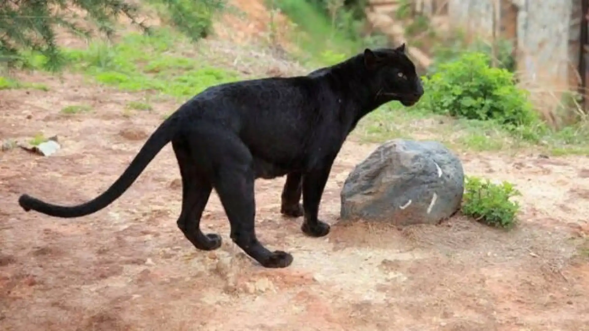 Psicosi Pantera in Molise. Alcuni agricoltori avrebbero avvistato il felino nelle campagne di Carpinone nel pomeriggio di oggi. Sopralluoghi in corso.