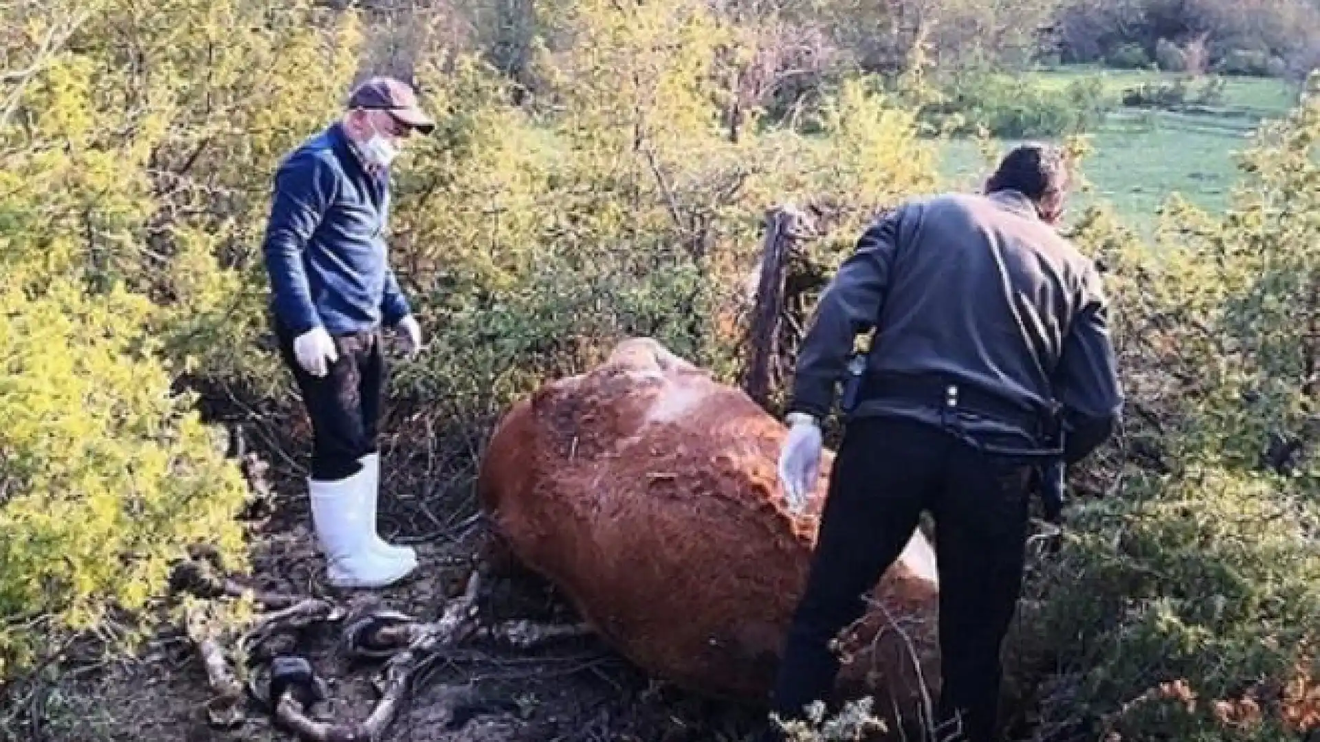 Montenero Valcocchiara (IS): smaltimento illecito di letame e carcasse di animali.