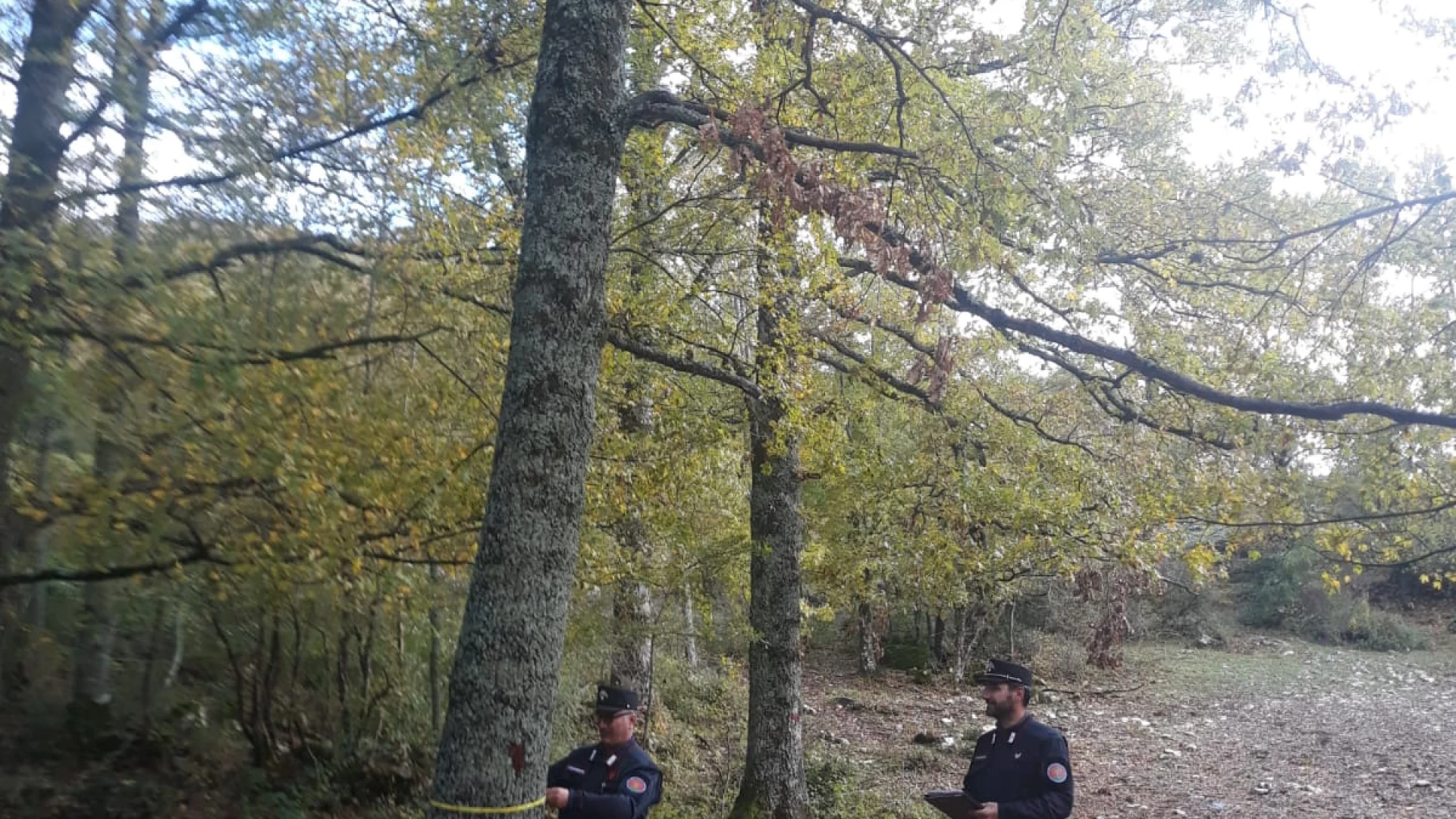 Chiauci: Tagli boschivi non conformi alle norme Tre persone multate dai carabinieri forestal
