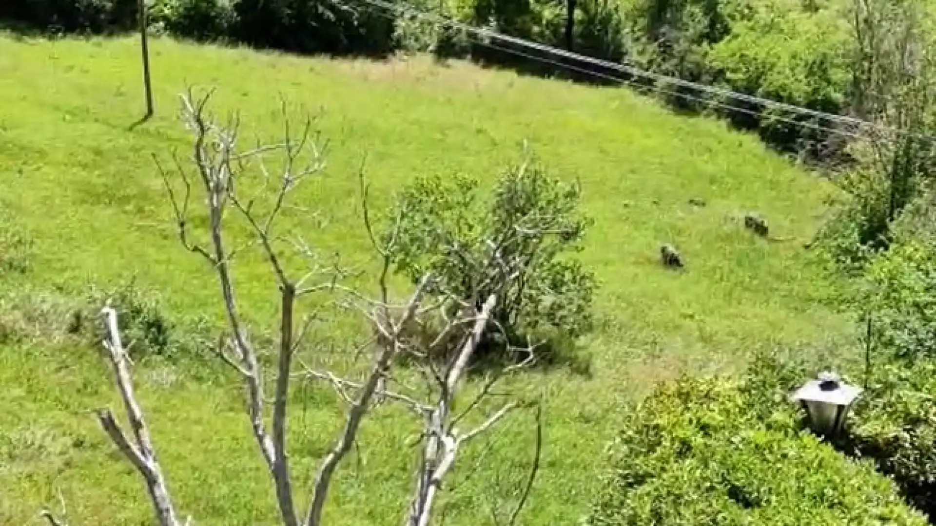 Colli a Volturno: cinghiali in pieno centro urbano ad ora di pranzo. Guarda il video