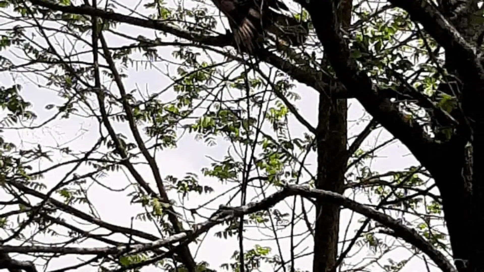 L’Amore per la natura porta Francesca a salvare una poiana in difficoltà. Il singolare episodio avvenuto tra Carovilli e San Pietro Avellana.