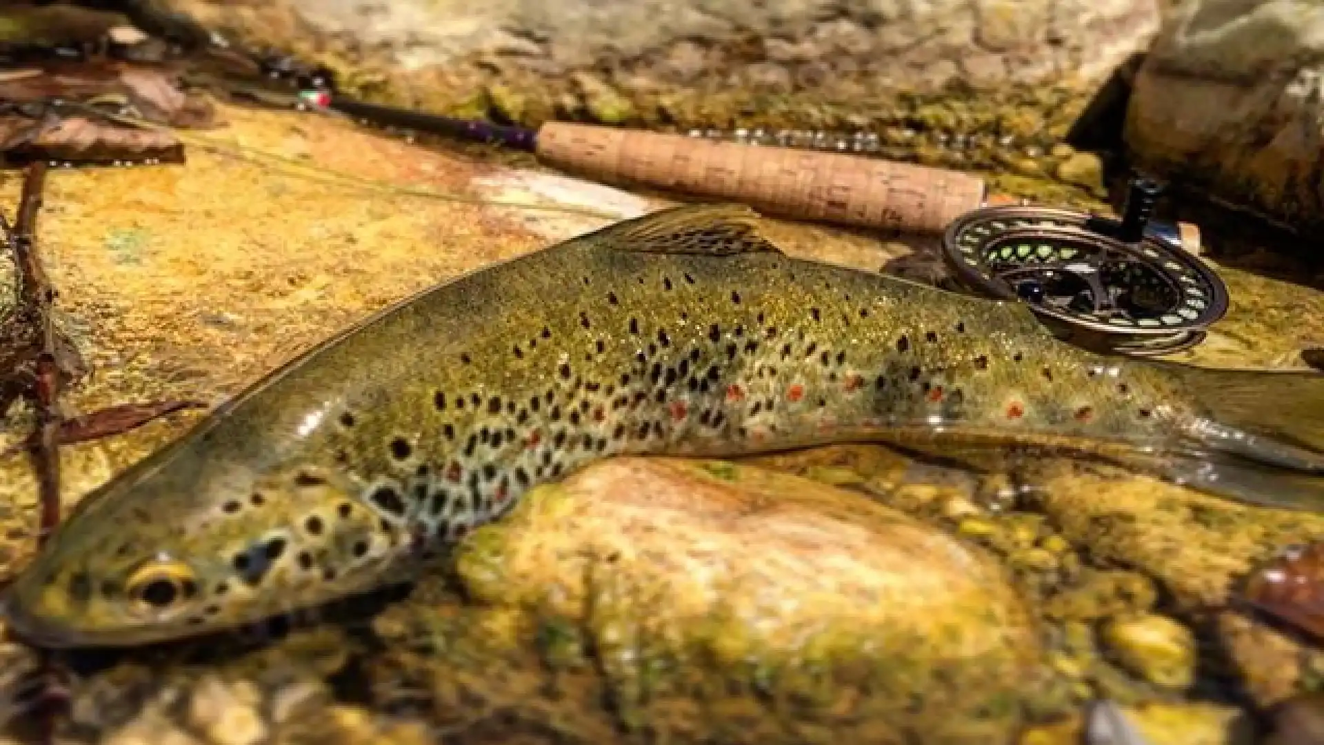 APS Colli a Volturno, domani la riapertura della stagione di pesca. Trent’anni di attività per l’associazione sul fiume Volturno.